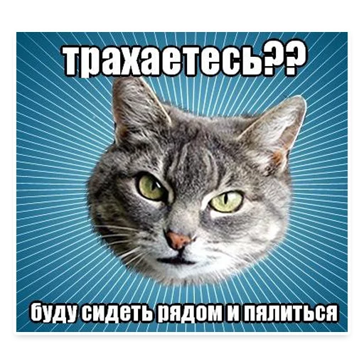 😋 Стикер «? Мемы с Котом» для Telegram