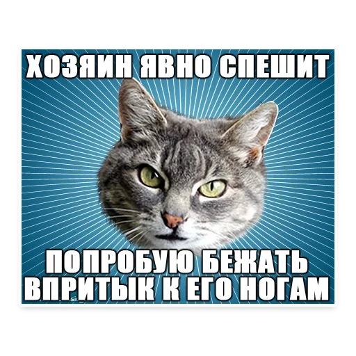 😚 Стикер «? Мемы с Котом» для Telegram