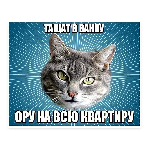 😵 Стикер «? Мемы с Котом» для Telegram