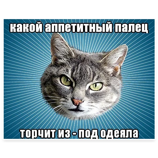 🙃 Стикер «? Мемы с Котом» для Telegram