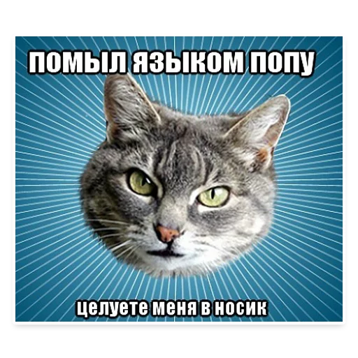 😛 Стикер «? Мемы с Котом» для Telegram