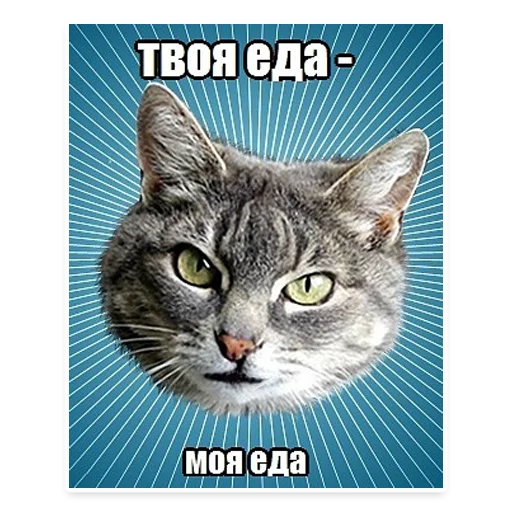 🍖 Стикер «? Мемы с Котом» для Telegram