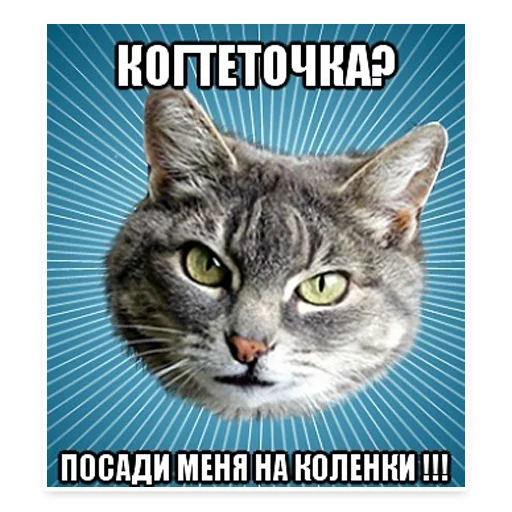 😕 Стикер «? Мемы с Котом» для Telegram