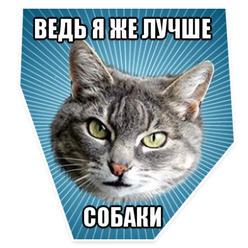 😠 Стикер «? Мемы с Котом» для Telegram