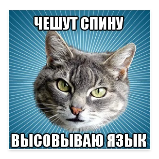 😆 Стикер «? Мемы с Котом» для Telegram