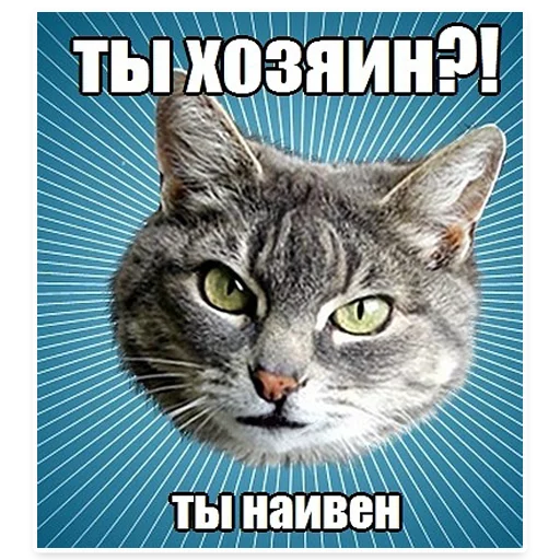 😀 Стикер «? Мемы с Котом» для Telegram