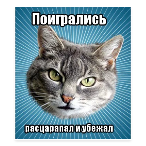 😐 Стикер «? Мемы с Котом» для Telegram