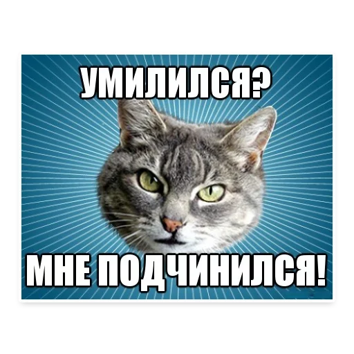👌 Стикер «? Мемы с Котом» для Telegram