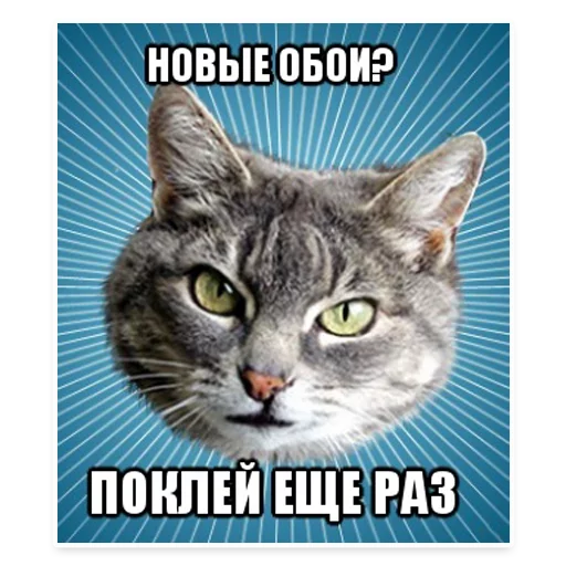 😱 Стикер «? Мемы с Котом» для Telegram