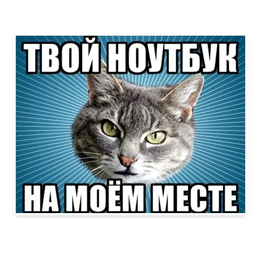 😡 Стикер «? Мемы с Котом» для Telegram
