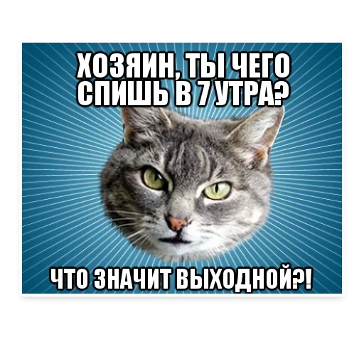 😄 Стикер «? Мемы с Котом» для Telegram