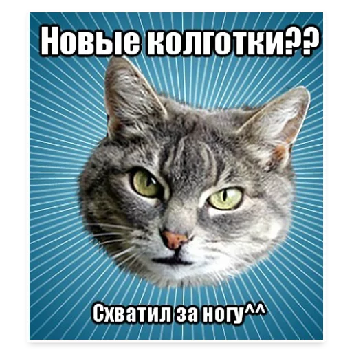 😀 Стикер «? Мемы с Котом» для Telegram