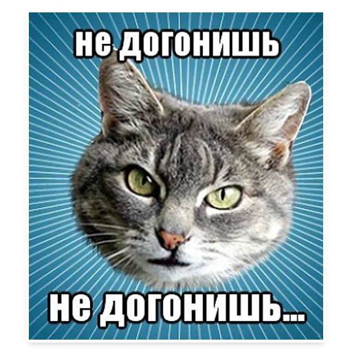 😂 Стикер «? Мемы с Котом» для Telegram