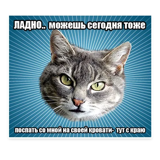 😌 Стикер «? Мемы с Котом» для Telegram