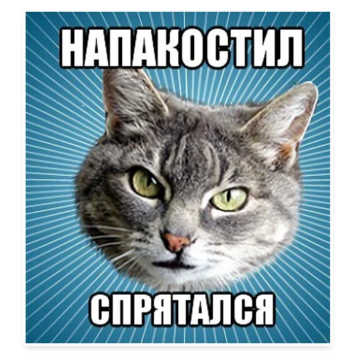 😣 Стикер «? Мемы с Котом» для Telegram
