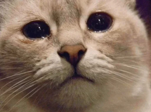 😗 Стикер «Cats my love» для Telegram