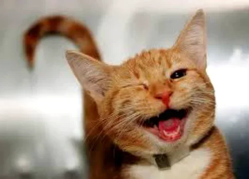 Стикерпак Cats my love для Telegram