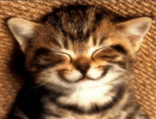 😉 Стикер «Cats my love» для Telegram