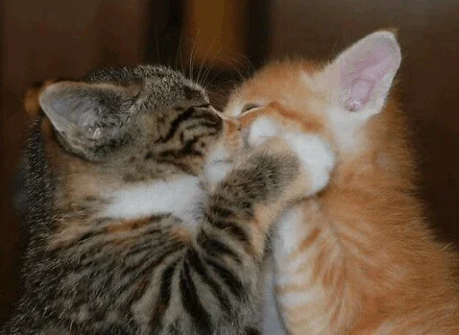 😗 Стикер «Cats my love» для Telegram