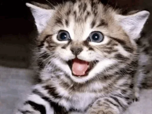 😜 Стикер «Cats my love» для Telegram