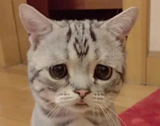 😊 Стикер «Cats my love» для Telegram