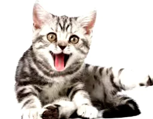 😜 Стикер «Cats my love» для Telegram