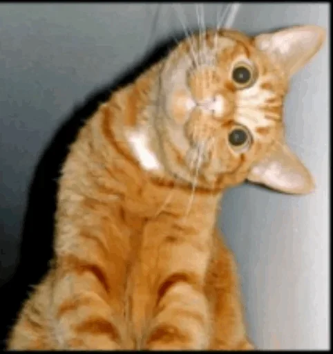 🥳 Стикер «Cats my love» для Telegram