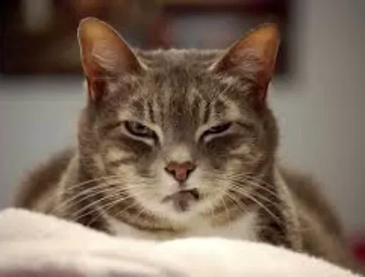 🤨 Стикер «Cats my love» для Telegram