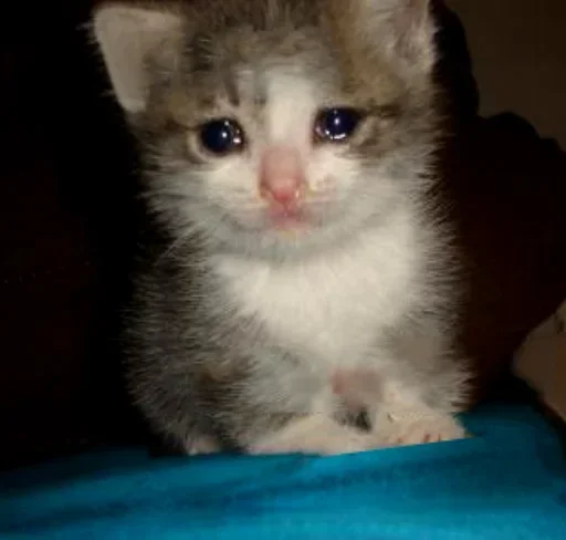 🤪 Стикер «Cats my love» для Telegram