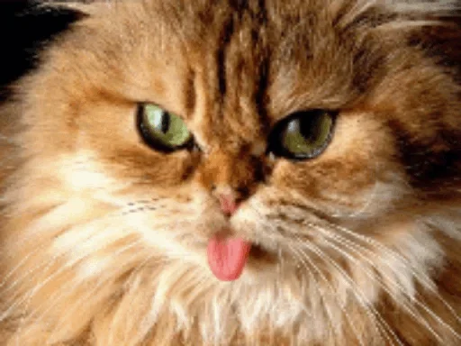 😗 Стикер «Cats my love» для Telegram