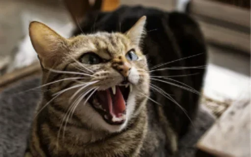 😌 Стикер «Cats my love» для Telegram
