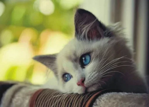 🤪 Стикер «Cats my love» для Telegram