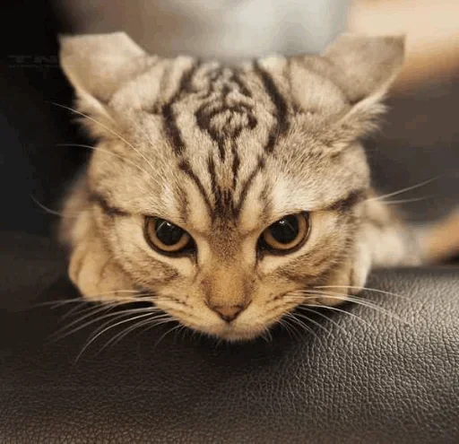 🥳 Стикер «Cats my love» для Telegram