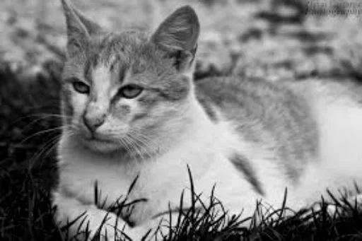 😜 Стикер «Cats my love» для Telegram