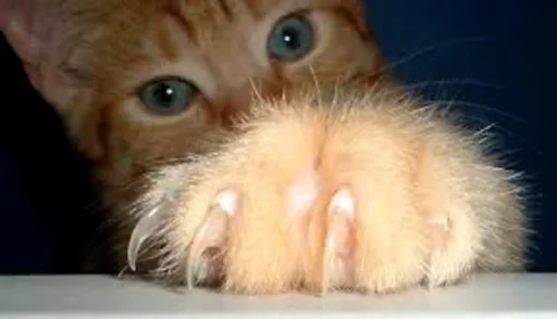 😗 Стикер «Cats my love» для Telegram