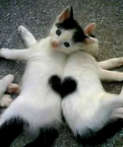 😙 Стикер «Cats my love» для Telegram