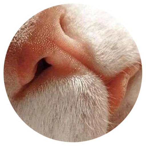 😍 Стикер «Nice Cats» для Telegram