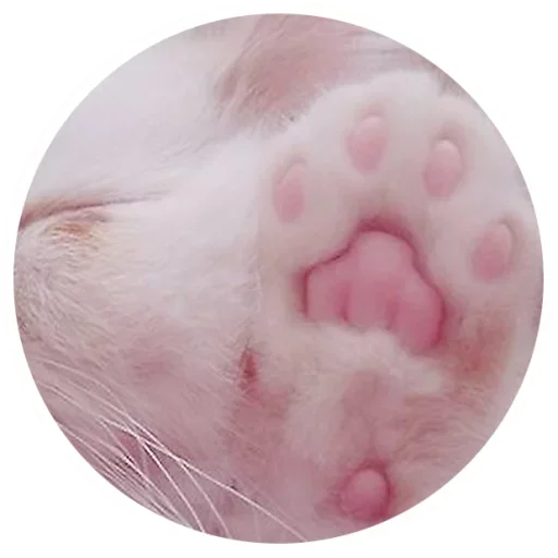😼 Стикер «Nice Cats» для Telegram