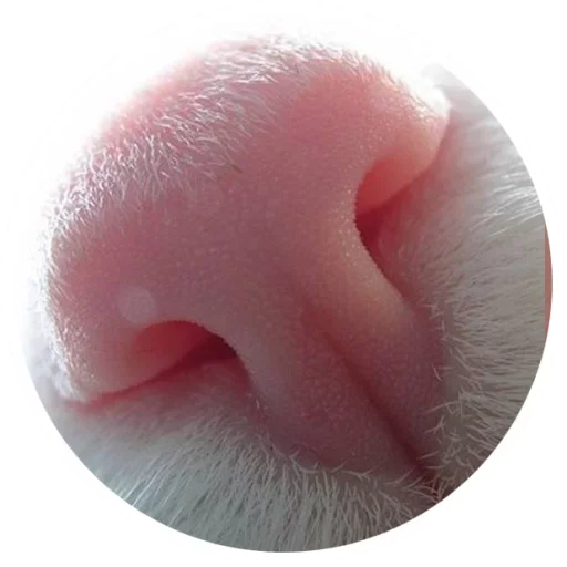 😽 Стикер «Nice Cats» для Telegram
