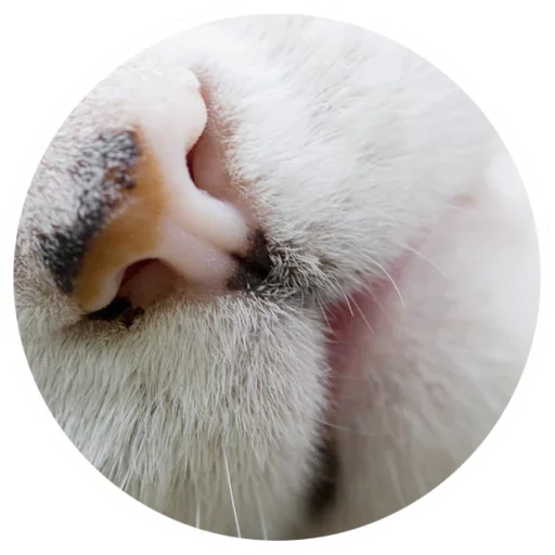 😘 Стикер «Nice Cats» для Telegram