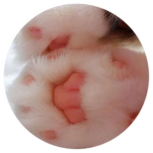 😻 Стикер «Nice Cats» для Telegram