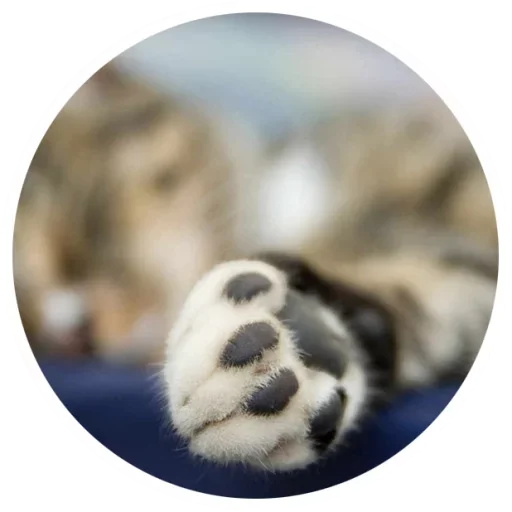 😺 Стикер «Nice Cats» для Telegram