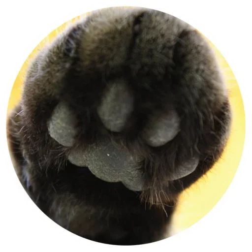 😺 Стикер «Nice Cats» для Telegram