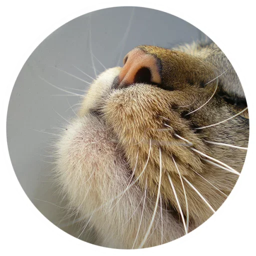 😻 Стикер «Nice Cats» для Telegram
