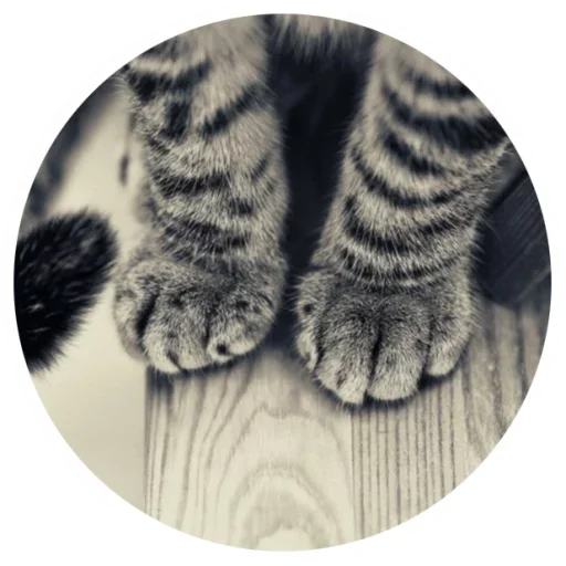 😼 Стикер «Nice Cats» для Telegram