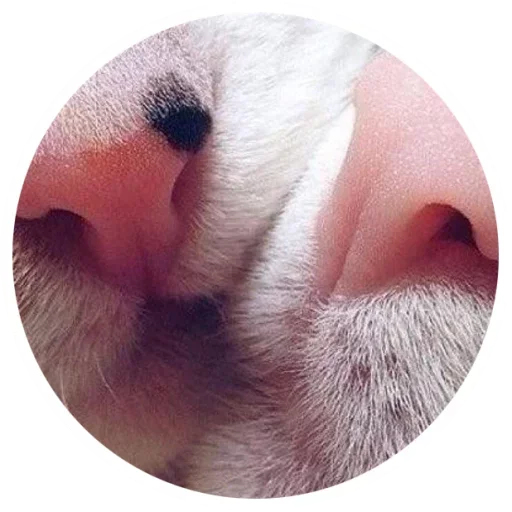 💑 Стикер «Nice Cats» для Telegram
