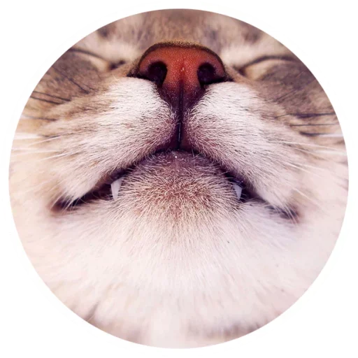 Стикерпак Nice Cats для Telegram