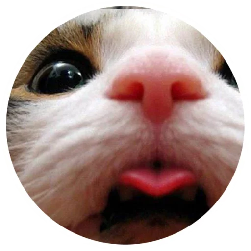 😍 Стикер «Nice Cats» для Telegram