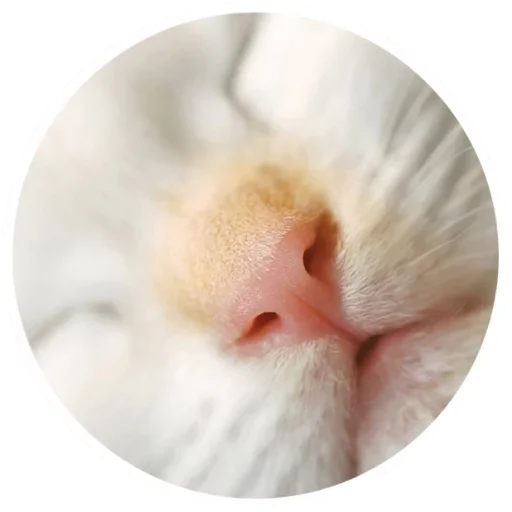 ❤ Стикер «Nice Cats» для Telegram
