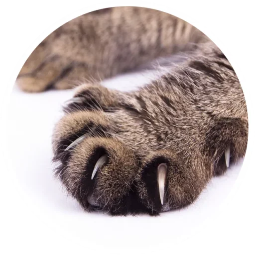 😼 Стикер «Nice Cats» для Telegram